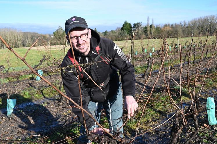 Jeudi 30 janvier, à Ouchamps. Le viticulteur Reynald Drucy réalise une taille en deux temps sur quelques-unes de ses parcelles de vigne afin de limiter les effets du gel. 