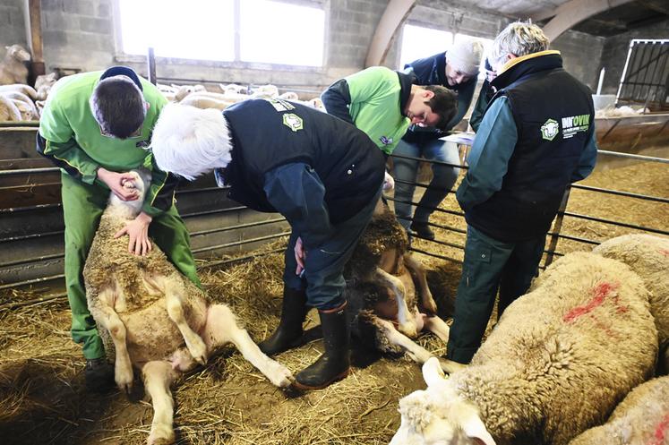 Les concurrents étaient attendus sur les notions d'état de santé et d'état corporel des animaux.