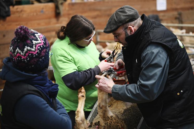 Le parage des onglons faisait partie des six épreuves ce jour-là.