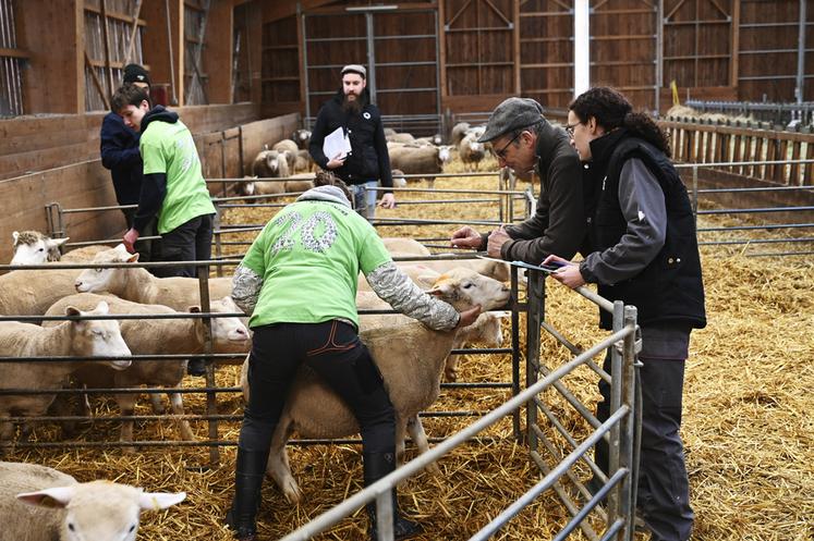Trente professionnels bénévoles (enseignants, vétérinaires, éleveurs…) formaient le jury. 