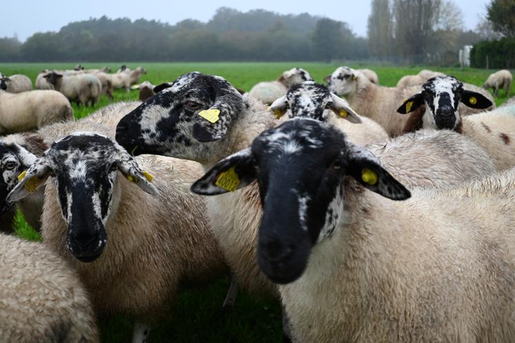 La FCO continue de sévir sur le territoire français ainsi qu'en région Centre-Val de Loire, autant que la MHE. La FNB insiste sur l'importance du soutien de l'État envers les éleveurs touchés. 