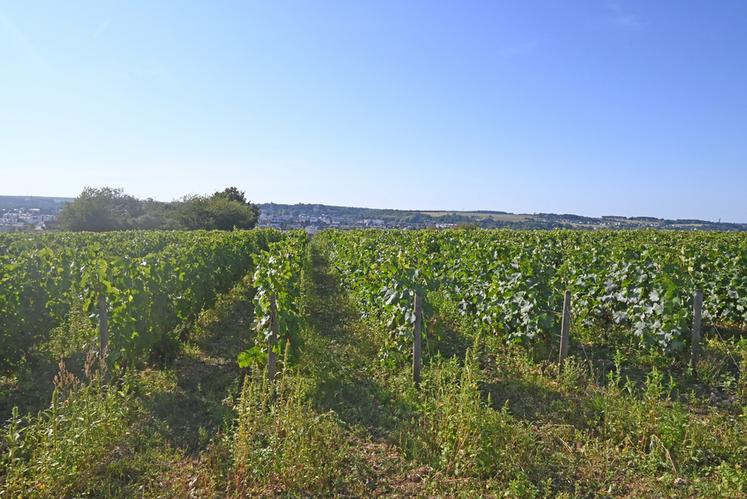 Il est possible pour les exploitations viticoles d'effectuer un bilan carbone, permettant de trouver des leviers d'actions pour améliorer l'empreinte carbone sur leur exploitation. 