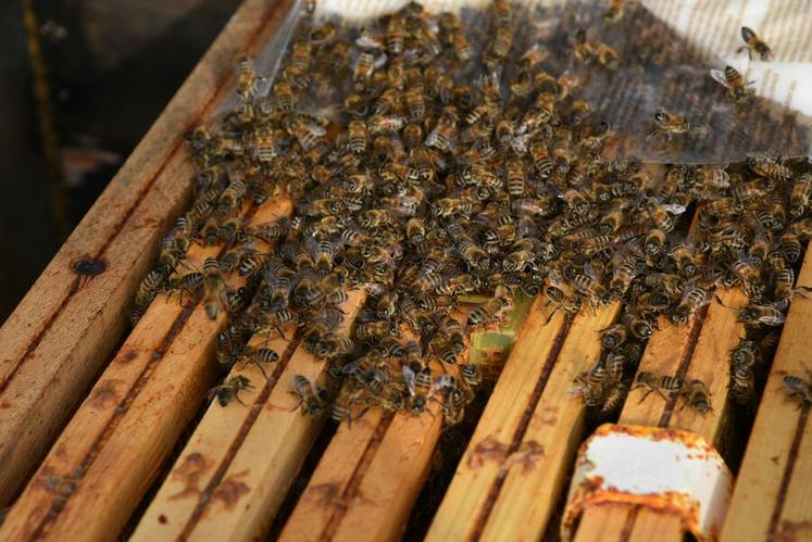 Les abeilles passent l'hiver au chaud en se regroupant pour former une grappe dans laquelle l'essaim ne cesse de battre des ailes pour dégager de la chaleur.