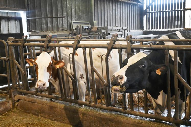 Pétale et Roxy participeront au Concours général agricole ce lundi 24 février.