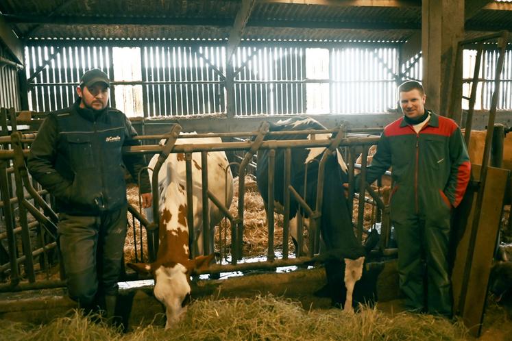 Thibault et Alexis Dupont, de l'EARL des Proustières, à Saint-Avit (Loir-et-Cher), emmèneront deux de leurs vaches prim'holstein au Salon de l'agriculture.