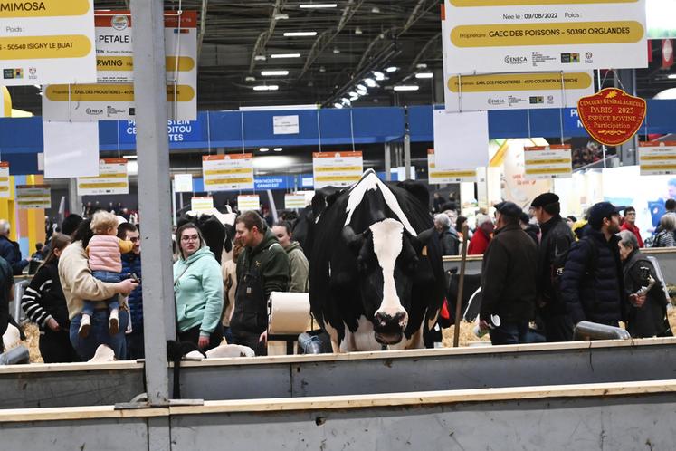 Roxy, prim'holstein de l'EARL des Proustières qui participait au CGA en troisième lactation, a terminé 3e de sa catégorie faisant la fierté de ses éleveurs. 
