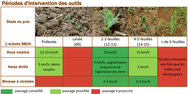 Désherbage mécanique du pois de printemps : les outils à utiliser selon les différents stades.