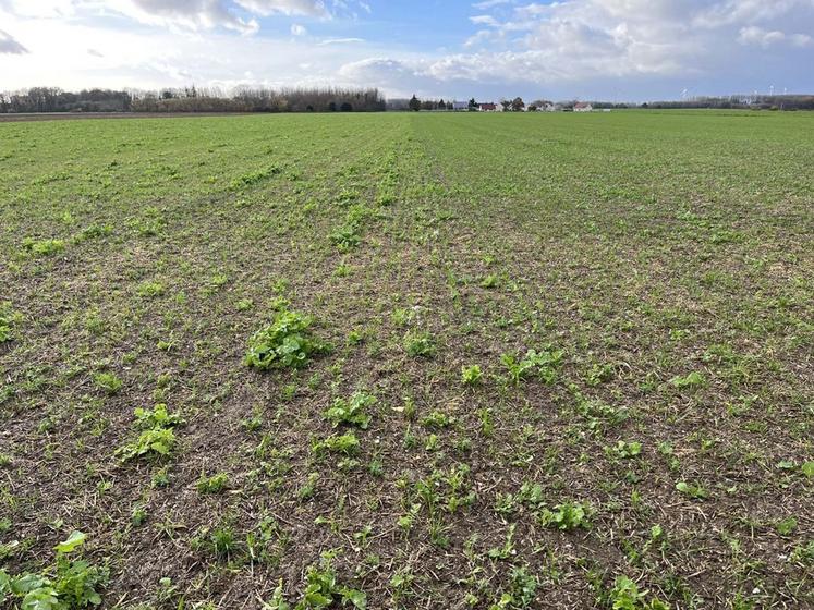 Les sols de Vincent Rimette sont couverts pendant neuf mois avant d'accueillir les pommes de terre.