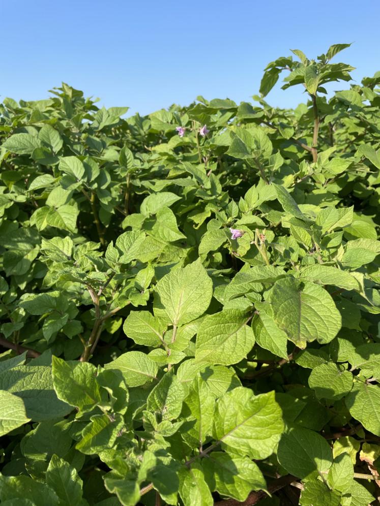 Les variétés à la fois résistantes au mildiou et à la sécheresse sont recherchées. 