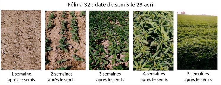La cinétique idéale de croissance pour le chanvre.