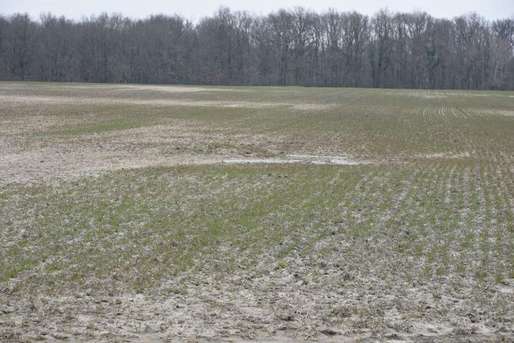 Dans les parcelles emblavées, certaines parties n'ont pas levé, comme ici dans ce champ de blé.