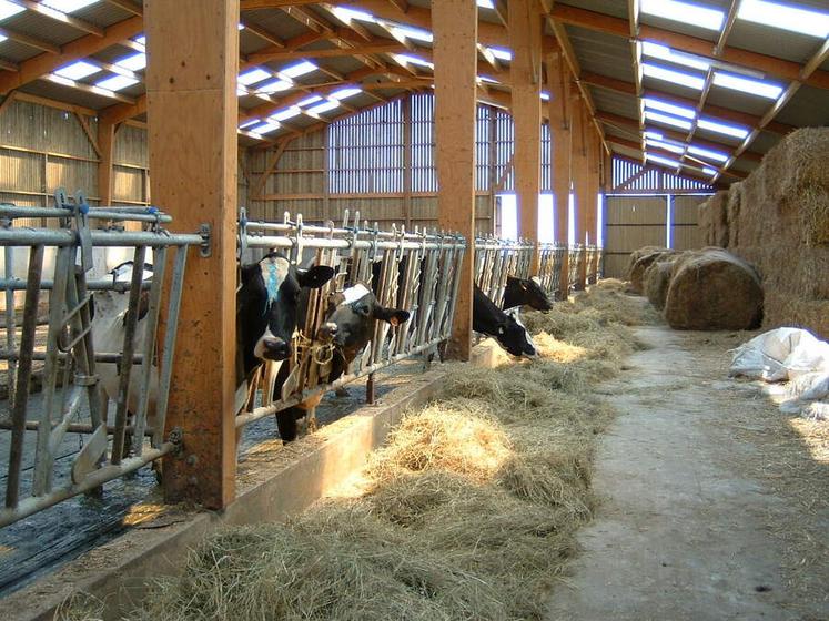 Une ambiance saine dans les bâtiments d'élevage réduit les pertes économiques.