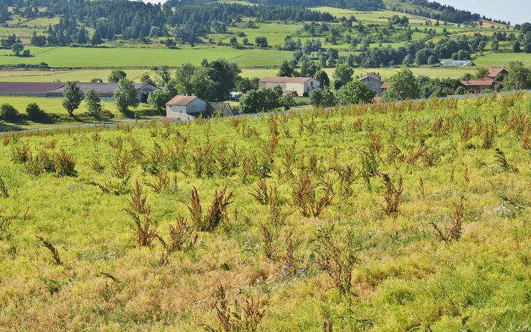 L’utilisation du désherbant Nirvana S sur la lentille est permise par dérogation jusqu'au 13 juillet.