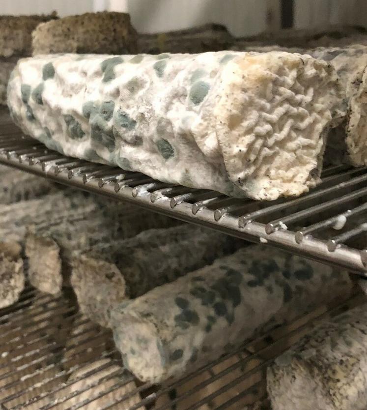 L'accident du bleu est causé par le développement de moisissures du genre Penicillium.