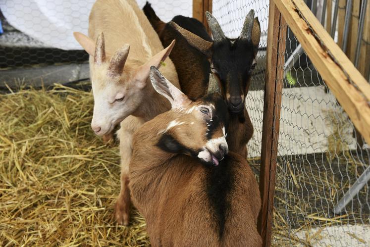 Les chèvres de la Chèvrerie Loiseau ont particulièrement plu aux petits comme aux grands. L’exploitation, située à Saint-Gondon, ouvrira ses portes les 19, 20 et 21 avril : une belle occasion de venir découvrir les animaux dans leur cadre de vie.
