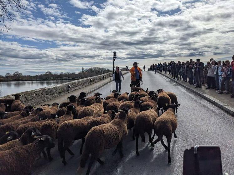 Samedi 22 mars, à Beaugency. L’opération de transhumance, menée avec succès par la jeune éleveuse Isabelle Gravand, installée à Tavers, s’est déroulée sous un beau soleil et dans une ambiance festive.