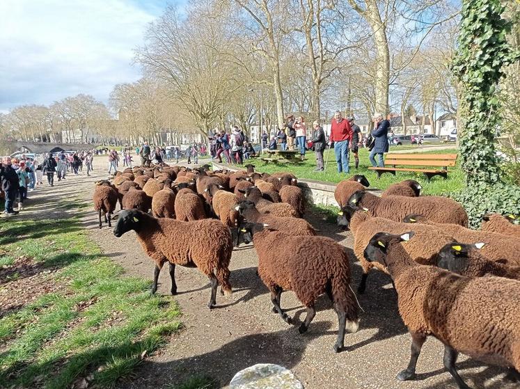 Originaire du Massif central, la noire du Velay est une race ancienne, aujourd’hui précieuse pour l’éco-pâturage et la préservation des paysages.