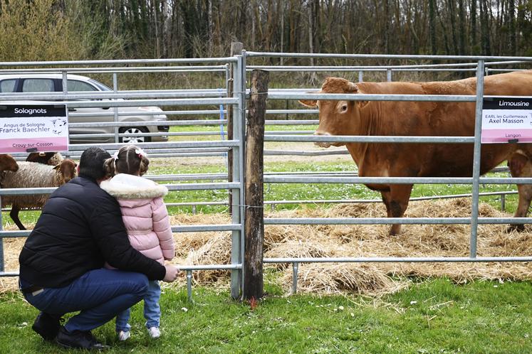 Petits et grands ont profité des animaux. Deux races bovines étaient présentes : la limousine et la rouge des prés. 