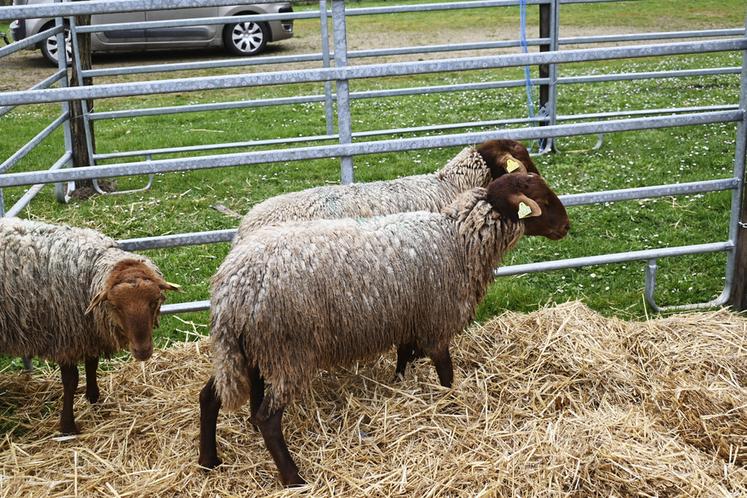 Des brebis solognotes de l'éleveur Franck Baechler étaient présentées. Un accord a été conclu avec Stéphane Bureau, chef du restaurant La Botte d'asperges à Contres. 