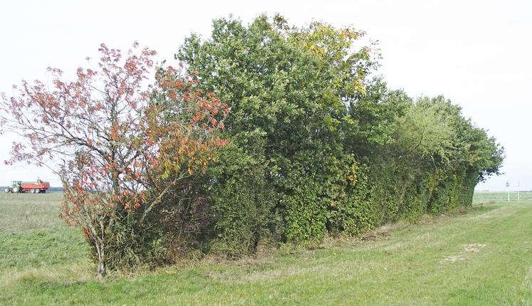 La taille des haies et des arbres est possible cette année jusqu’au 16 avril.
