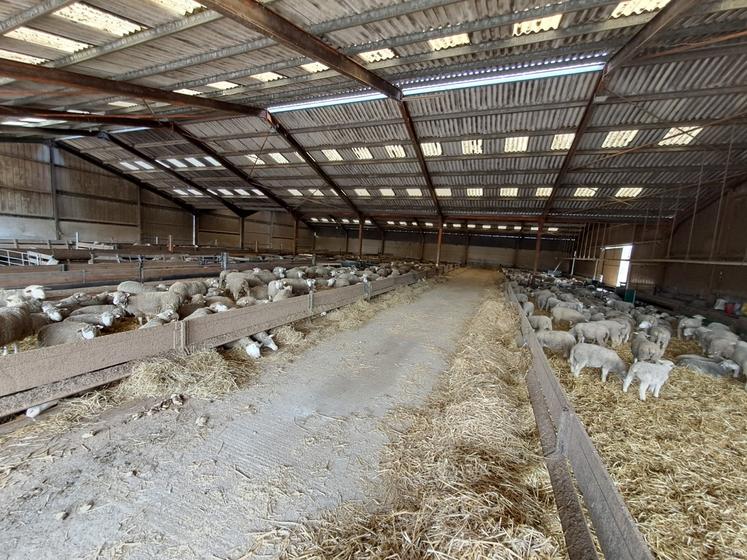 Le hangar est aménagé avec un couloir central surélevé pour faciliter la distribution et n’avoir qu’à repousser au balai la ration.