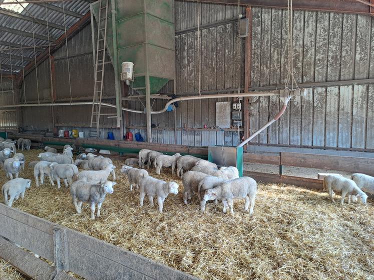 La cellule au-dessus de l’ancien DAC des vaches sert maintenant à distribuer le concentré dans les nourrisseurs.