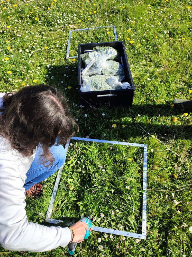 Le réseau Herbe et fourrages participe au programme piloté par l'Inrae sur la corrélation entre la mesure de pousse de l'herbe et la densité de cette dernière.  