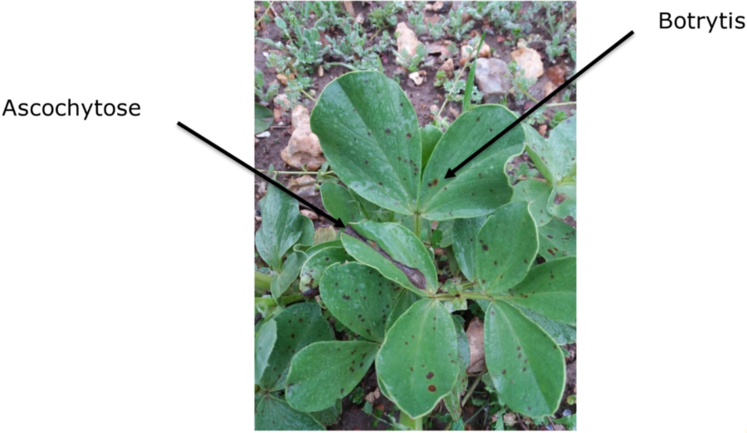 Symptômes d'ascochytose et de botrytis sur féverole.