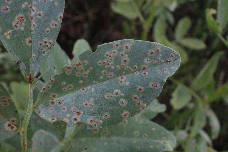 Symptômes de rouille sur féverole. 