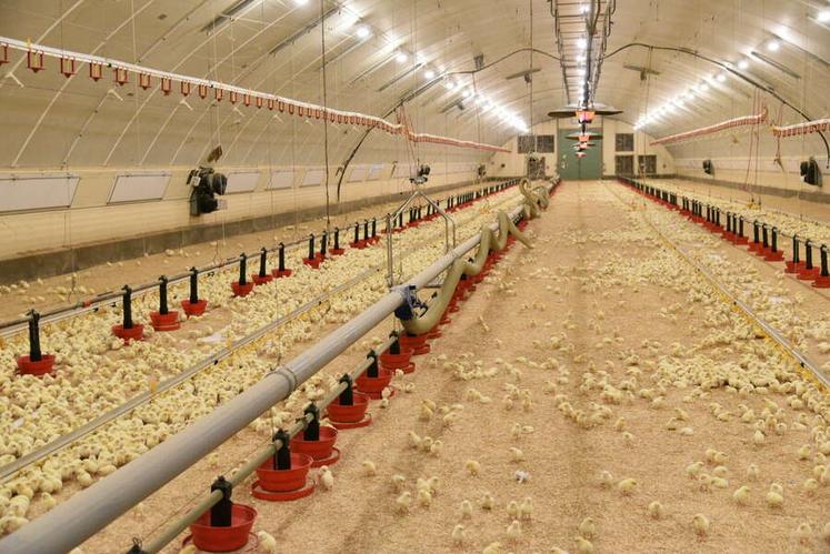 Sur ses 3 400 m2, Xavier Morin dispose de quatre bâtiments pour l’élevage et d’un cinquième destiné à la récupération des effluents, transformés en engrais.