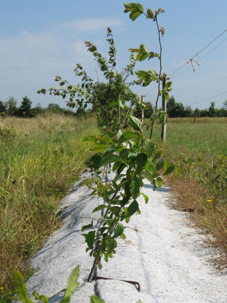 Depuis quelques années, les exploitants agricoles sont incités à planter des haies.