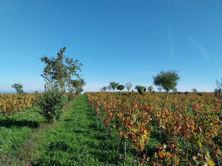 La plantation des haies aux abords d'une parcelle agricole peut avoir de nombreux avantages agronomiques. 