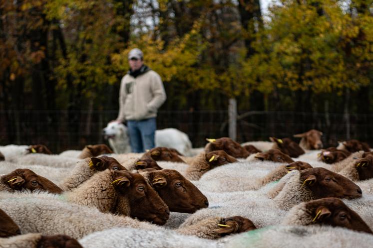 Les quelque 300 brebis solognotes se prêtent au jeu des visites de la clientèle des gîtes.
