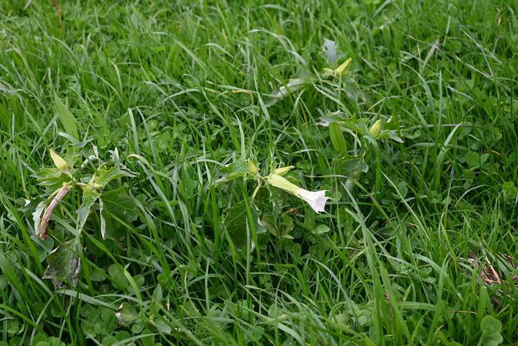Dès l’arrivée du printemps, les adventices comme le datura, l’ambroisie à feuille d’armoise ou encore le tournesol sauvage commencent à faire rage mais des solutions agronomiques existent. 