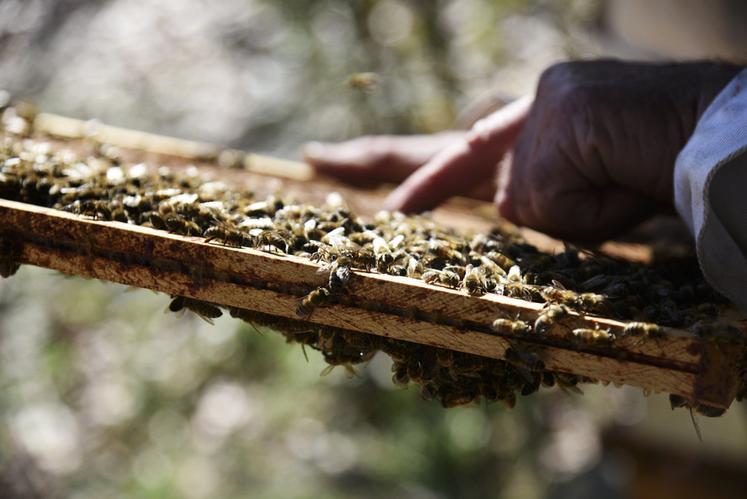 Présentes en France depuis plusieurs millénaires, les abeilles noires du Gâtinais, autochtones de la région, sont menacées de disparition par l’importation massive d’essaims de génétique étrangère sur leurs territoires d’origine.