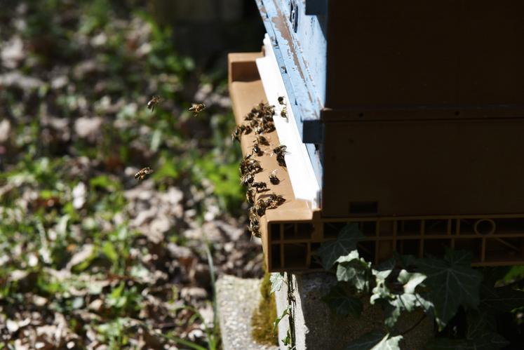 Sur la planche d’envol, les abeilles s’activent sans relâche. Les allées et venues se succèdent entre celles qui reviennent les pattes chargées de pollen et celles qui repartent en quête de nouvelles ressources. 