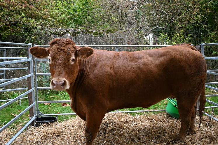 La législation européenne impose que seulement les animaux aptes au transport peuvent être enlevés et transportés vers l’abattoir.