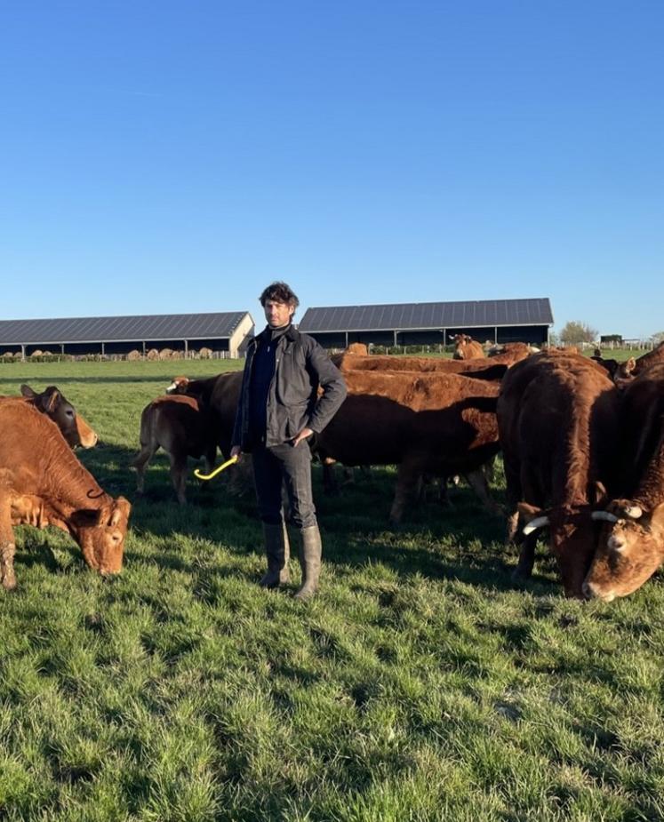 Julien Raffeau élève des limousines. Il a fait tester la fertilité de ses taureaux.