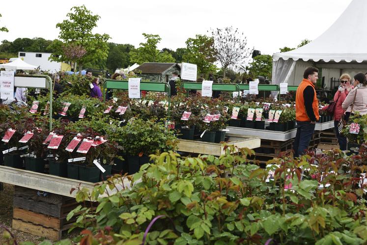 Les rosiéristes, comme ici Les Roses anciennes André Ève, proposaient une grande diversité de variétés aux couleurs éclatantes.