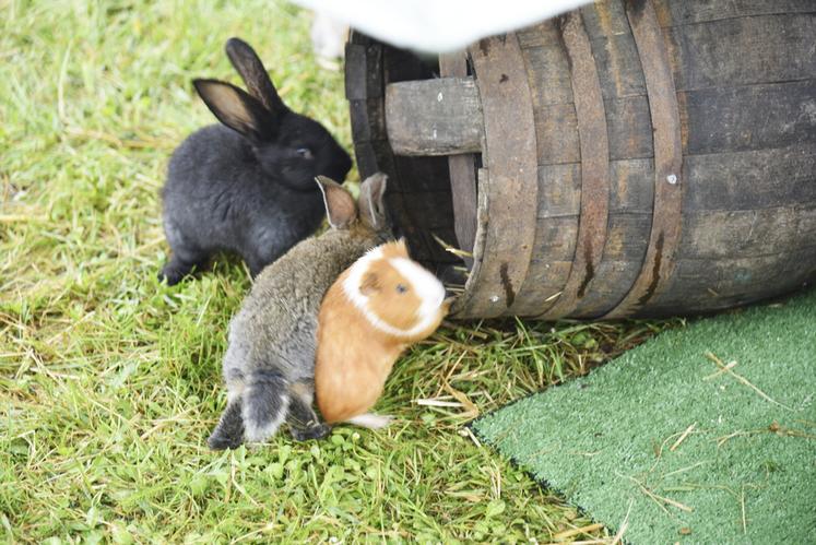 La mini-ferme a ravi petits et grands, avec ses lapins, canards, poules, cochons et même une vache. Les plus jeunes, quant à eux, se pressaient autour des poneys pour une balade inoubliable. Une preuve que les animaux de la ferme ont toujours autant de succès.