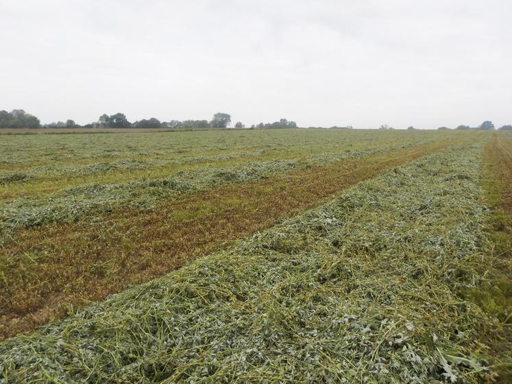 12 à 24 heures avant l’ensilage, l’andainage réhomogénéise en remettant sur le dessus ce qui était moins au contact de l’air et plus proche du sol humide.