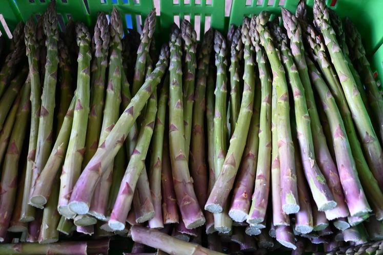 Les asperges vertes doivent être récoltées dès 22 cm. Sur l'exploitation de Magali Courtin, les récoltes s'effectuent dans la matinée durant quatre à cinq heures.