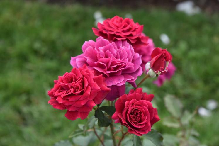 La roseraie André Eve sera visitée l'après-midi.