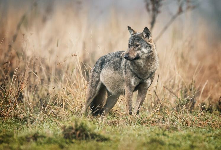 Gray wolf (Canis lupus)
