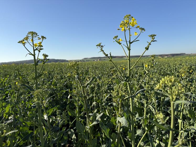 Champ de colza début avril 2025.