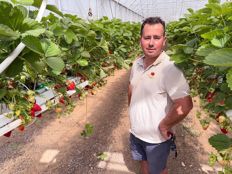 Vendredi 2 mai, à Sours. Grâce à une quatrième serre, Henri Prevosteau va pouvoir prolonger la saison des fraises.