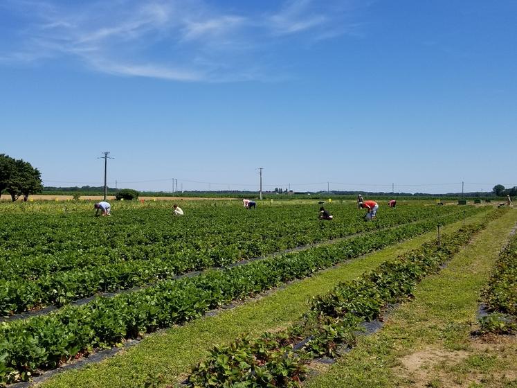 La cueillette attire chaque année de nombreux visiteurs, notamment des familles venues partager un moment convivial.