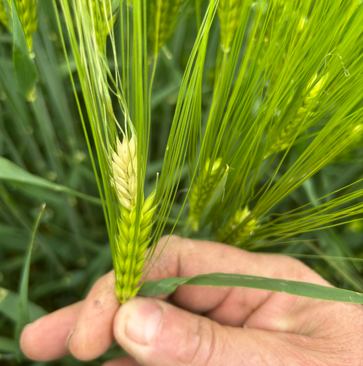 L'impact de la grêle sur un épi d'orge coupe l'alimentation en sève de la partie supérieure de la plante, qui ne donnera pas de grains.