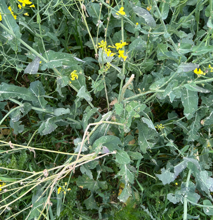 Des tiges de colza ont été sectionnées sous l'impact de la grêle. Les multiples tâches blanches sur les feuilles illustrent les traces de ces impacts.