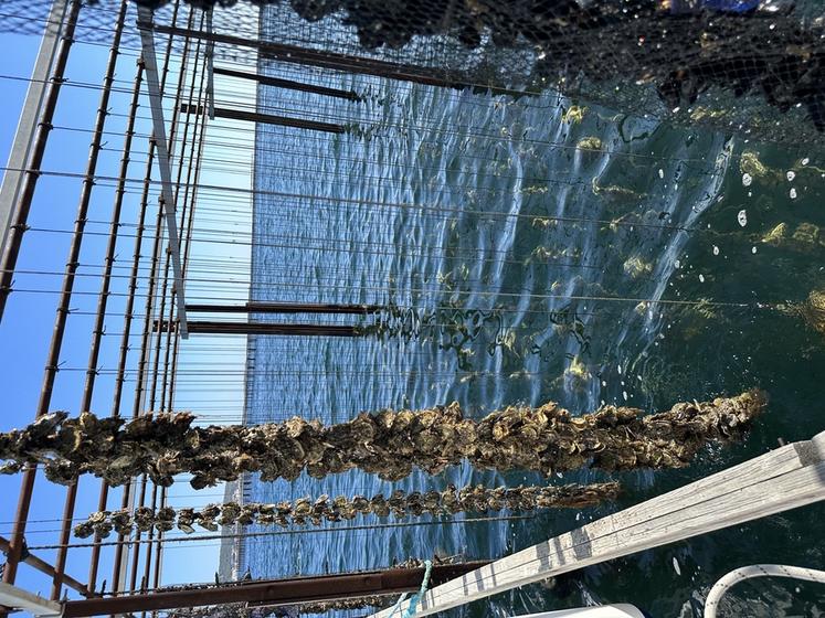 Les huîtres grandissent collées sur des cordes, elles-mêmes pendues aux barres tenues par des pieux plantés au fond de l'eau de l'étang de Thau.